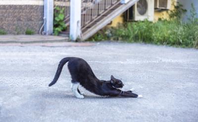 17日 冰島 宣布共和國成立日
