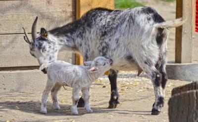 1</p> <p>1、消費者級與營養級的區別