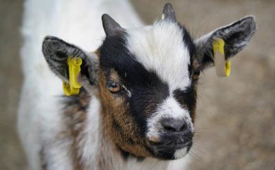 篇5:高考英語作文高分句型模板