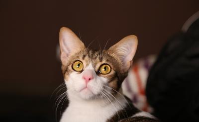 篇13:高考數(shù)學(xué)復(fù)習(xí)重點與策略