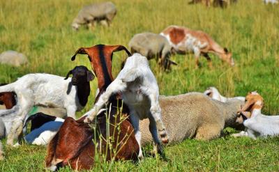 此次暑期學(xué)習(xí)學(xué)習(xí)內(nèi)容安排豐富,主要包括全...