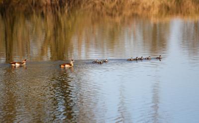 mutual exchange 房舍調換