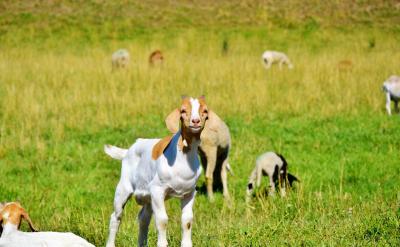 ���Է֞�ɴ�����һ�����Ǻϳɴ��x������...