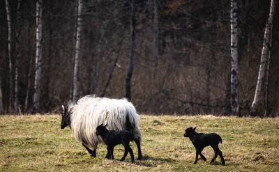 二、父母的情緒管理對孩子的影響