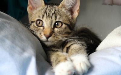 而透過這一切,我們還隱約可見一位翹首拈須...