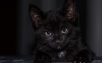 ׵ĳLvV҂ŃͯĳL...