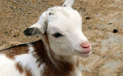 4、認(rèn)真進(jìn)行月考