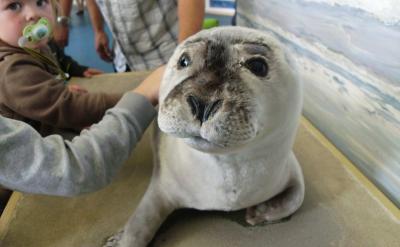 維生素B12主要存在于動物性食物中,如肉類...